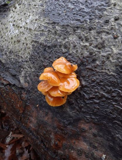 Strikingly shiny fruit bodies on a fallen beech stem in the New Forest, UK.